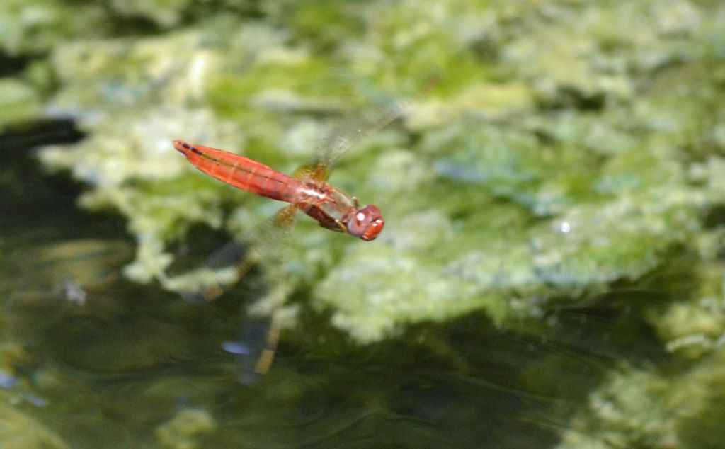 Crocothemis erythraea  femmina androcroma